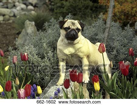 Pug standing in a garden View Large Photo Image Stock Image - Pug standing in a garden. Fotosearch