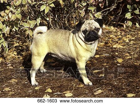 Stock Image - Pug standing near plants. Fotosearch