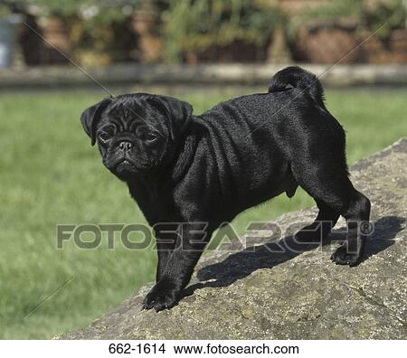 Pug standing on a rock View Large Photo Image Picture - Pug standing on a rock. Fotosearch