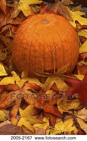 Pumpkin on autumnal maple leaves View Large Photo Image Stock Photo - Pumpkin on autumnal maple leaves. Fotosearch