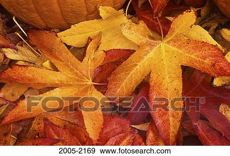 Pumpkin on autumnal maple leaves View Large Photo Image Stock Photo - Pumpkin on autumnal maple leaves. Fotosearch