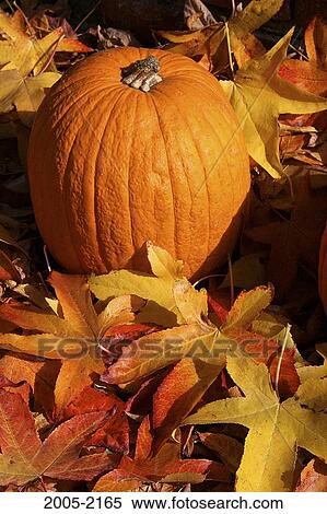 Pumpkin on autumnal maple leaves View Large Photo Image Stock Photography - Pumpkin on autumnal maple leaves. Fotosearch