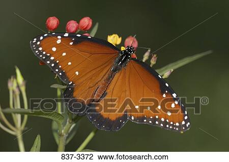 Queen butterfly (Danaus gilippus) pollinating a flower View Large Photo Image Stock Image - Queen butterfly (Danaus gilippus) pollinating a flower. Fotosearch
