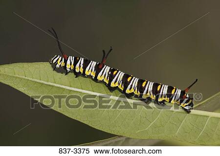Queen butterfly (Danaus gilippus) caterpillar on a leaf View Large Photo Image Stock Photography - Queen butterfly (Danaus gilippus) caterpillar on a leaf. Fotosearch