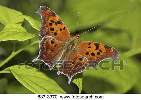 Question Mark butterfly (Polygonia interrogationis) on a leaf View Large Photo Image Stock Image - Question Mark butterfly (Polygonia interrogationis) on a leaf. Fotosearch
