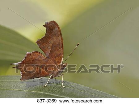 Question Mark butterfly (Polygonia interrogationis) on a leaf View Large Photo Image Stock Photo - Question Mark butterfly (Polygonia interrogationis) on a leaf. Fotosearch
