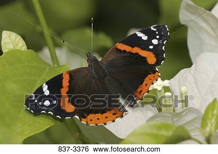Red Admiral butterfly (Vanessa atalanta) pollinating a flower View Large Photo Image Stock Photograph - Red Admiral butterfly (Vanessa atalanta) pollinating a flower. Fotosearch