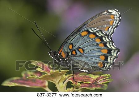 Red-Spotted Purple butterfly (Limenitis arthemis astyanax) on leaves View Large Photo Image Stock Photo - Red-Spotted Purple butterfly (Limenitis arthemis astyanax) on leaves. Fotosearch