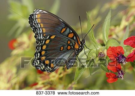 Red-Spotted Purple butterfly (Limenitis arthemis astyanax) pollinating flowers View Large Photo Image Stock Photo - Red-Spotted Purple butterfly (Limenitis arthemis astyanax) pollinating flowers. Fotosearch