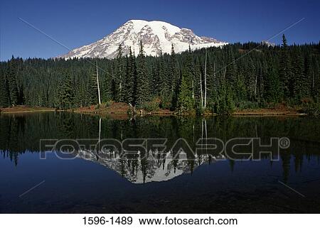 Reflection of a mountain in water, Mt Rainier, Mt Rainier National Park, Washington State, USA View Large Photo Image Stock Photo - Reflection of a mountain in water, Mt Rainier, Mt Rainier National Park, Washington State, USA. Fotosearch