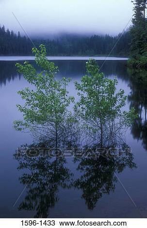 Reflection of trees in water, Browns Lake, Colville National Forest, Washington State, USA View Large Photo Image Stock Image - Reflection of trees in water, Browns Lake, Colville National Forest, Washington State, USA. Fotosearch