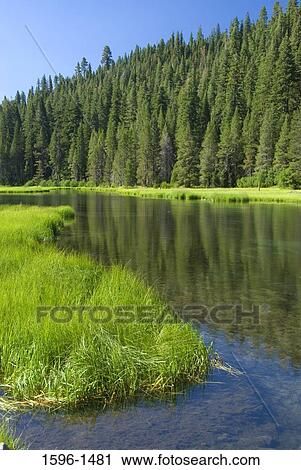 Reflection of trees on the river, Truckee River, Lake Tahoe Basin National Forest, California, USA View Large Photo Image Stock Image - Reflection of trees on the river, Truckee River, Lake Tahoe Basin National Forest, California, USA. Fotosearch