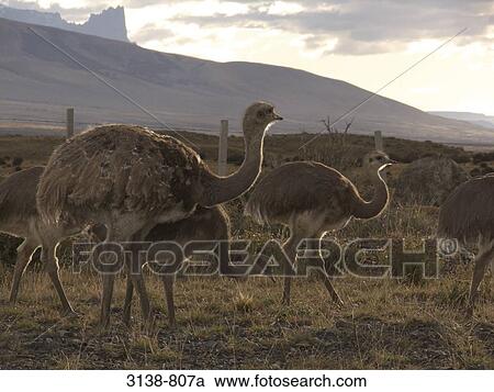 Rheas walking in a field, Torres del Paine National Park, Patagonia, Chile View Large Photo Image Stock Image - Rheas walking in a field, Torres del Paine National Park, Patagonia, Chile. Fotosearch