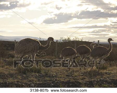Rheas walking in a field, Torres del Paine National Park, Patagonia, Chile View Large Photo Image Stock Image - Rheas walking in a field, Torres del Paine National Park, Patagonia, Chile. Fotosearch