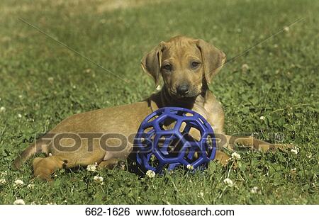 Stock Photograph - Rhodesian Ridgeback puppy lying on grass with a toy. Fotosearch
