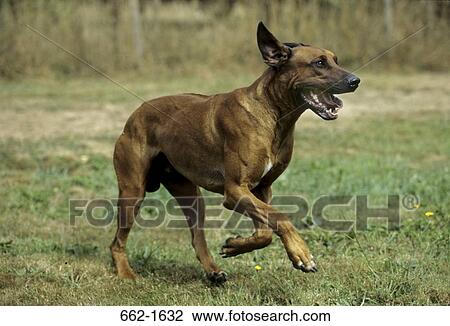 Rhodesian Ridgeback running in a field View Large Photo Image Stock Image - Rhodesian Ridgeback running in a field. Fotosearch