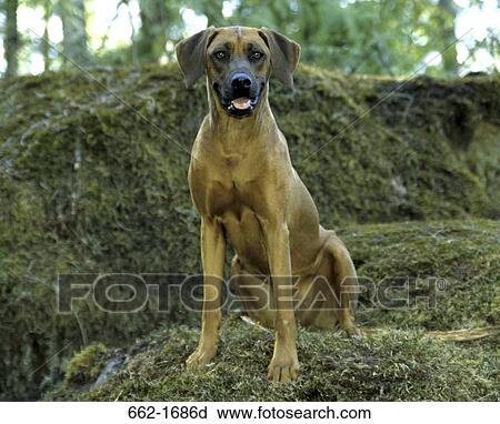 Rhodesian Ridgeback sitting on a rock View Large Photo Image Stock Image - Rhodesian Ridgeback sitting on a rock. Fotosearch