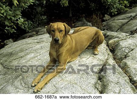 Stock Image - Rhodesian Ridgeback sitting on a rock. Fotosearch