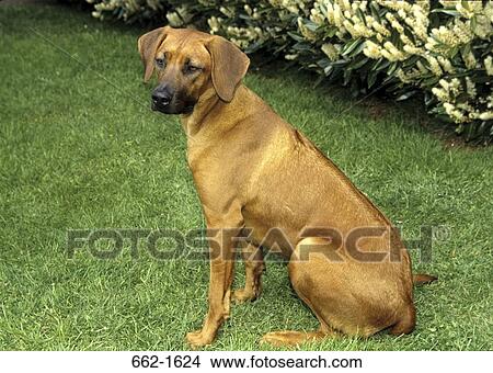 Rhodesian Ridgeback sitting on grass View Large Photo Image Picture - Rhodesian Ridgeback sitting on grass. Fotosearch