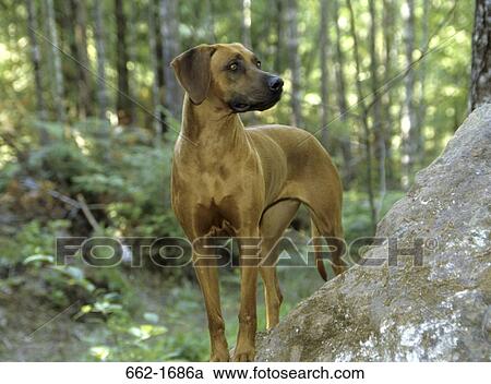 Stock Image - Rhodesian Ridgeback standing in a forest. Fotosearch