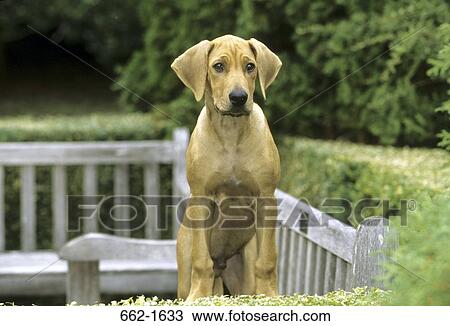 Rhodesian Ridgeback standing on a park bench View Large Photo Image Stock Image - Rhodesian Ridgeback standing on a park bench. Fotosearch