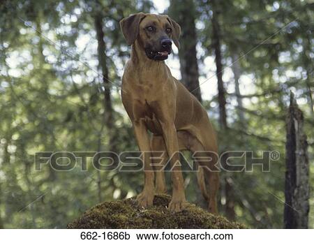 Stock Image - Rhodesian Ridgeback standing on a rock. Fotosearch