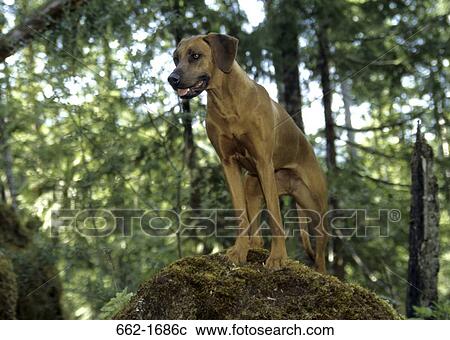 Stock Image - Rhodesian Ridgeback standing on a rock. Fotosearch