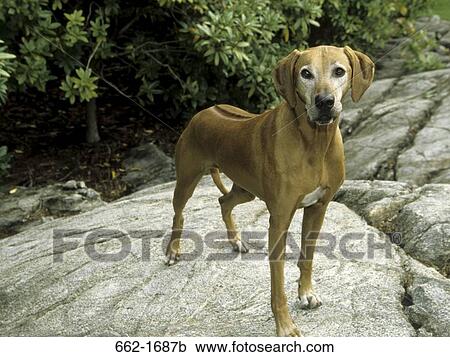 Stock Image - Rhodesian Ridgeback standing on a rock. Fotosearch