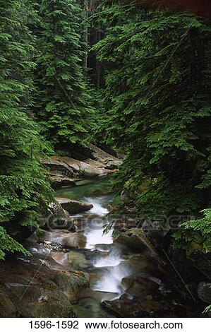 River flowing through a forest, South Fork Snoqualmie River, Mt Baker-Snoqualmie National Forest, Washington State, USA View Large Photo Image Stock Image - River flowing through a forest, South Fork Snoqualmie River, Mt Baker-Snoqualmie National Forest, Washington State, USA. Fotosearch
