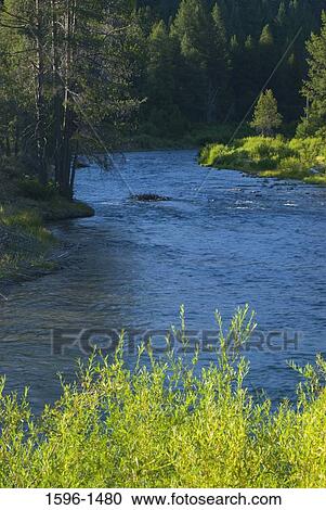 Stock Image - River passing through a forest, Truckee River, Lake Tahoe Basin National Forest, California, USA. Fotosearch