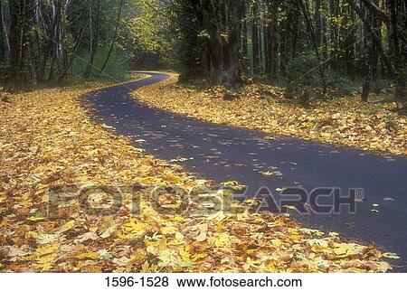 Road passing through a forest, Gifford Pinchot National Forest, Washington State, USA View Large Photo Image Stock Photo - Road passing through a forest, Gifford Pinchot National Forest, Washington State, USA. Fotosearch