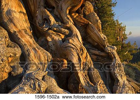 Stock Image - Roots of a Bristlecone pine tree, Ancient Bristlecone Pine Forest, Ancient Bristlecone Scenic Byway, Inyo National Forest, California, USA. Fotosearch