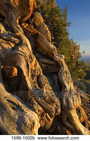Roots of a Bristlecone pine tree, Ancient Bristlecone Pine Forest, Ancient Bristlecone Scenic Byway, Inyo National Forest, California, USA View Large Photo Image Stock Image - Roots of a Bristlecone pine tree, Ancient Bristlecone Pine Forest, Ancient Bristlecone Scenic Byway, Inyo National Forest, California, USA. Fotosearch