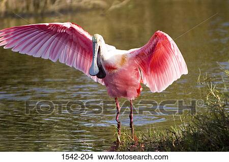 Roseate spoonbill (Ajaia ajaja) spreading his wings in water View Large Photo Image Picture - Roseate spoonbill (Ajaia ajaja) spreading his wings in water. Fotosearch