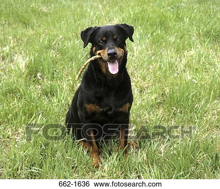 Rottweiler holding a stick in its mouth View Large Photo Image Stock Photograph - Rottweiler holding a stick in its mouth. Fotosearch