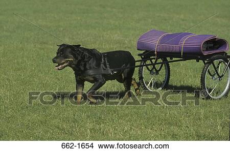 Rottweiler pulling a cart View Large Photo Image Picture - Rottweiler pulling a cart. Fotosearch