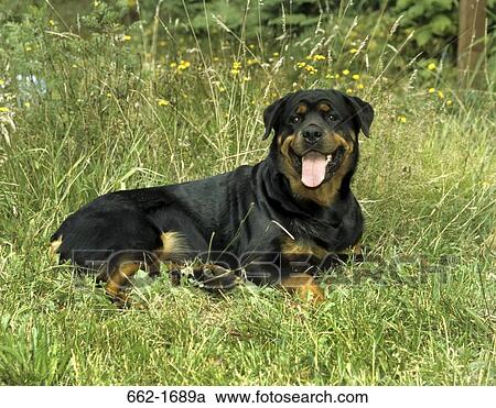 Rottweiler resting on grass View Large Photo Image Stock Image - Rottweiler resting on grass. Fotosearch
