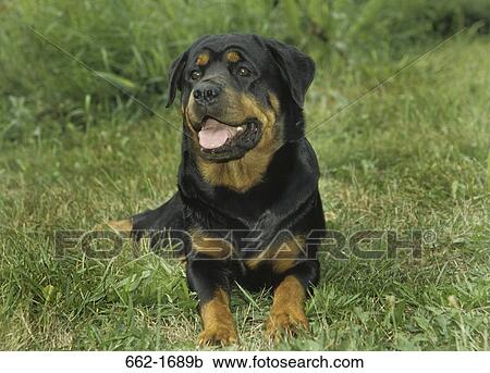 Rottweiler resting on grass View Large Photo Image Stock Image - Rottweiler resting on grass. Fotosearch