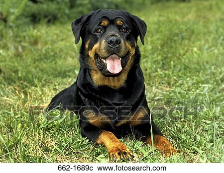 Rottweiler resting on grass View Large Photo Image Stock Image - Rottweiler resting on grass. Fotosearch