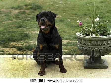 Rottweiler sitting beside a potted plant View Large Photo Image Stock Image - Rottweiler sitting beside a potted plant. Fotosearch