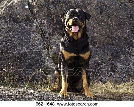 Rottweiler sitting in front of a rock View Large Photo Image Stock Photo - Rottweiler sitting in front of a rock. Fotosearch