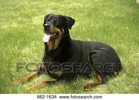 Rottweiler sitting on grass View Large Photo Image Picture - Rottweiler sitting on grass. Fotosearch
