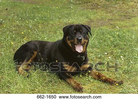 Rottweiler sitting on grass View Large Photo Image Stock Image - Rottweiler sitting on grass. Fotosearch