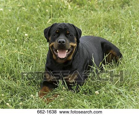 Rottweiler sitting on grass View Large Photo Image Stock Photo - Rottweiler sitting on grass. Fotosearch