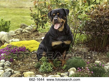 Rottweiler sitting with its tongue out View Large Photo Image Picture - Rottweiler sitting with its tongue out. Fotosearch