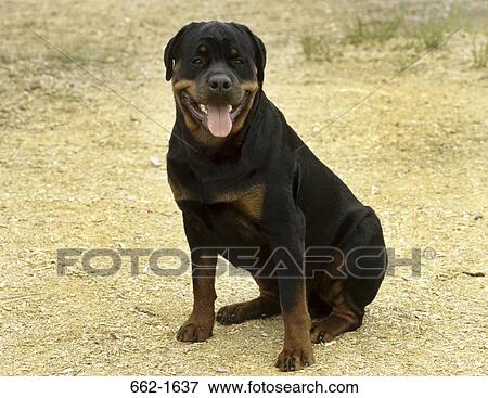 Rottweiler sitting with its tongue out View Large Photo Image Stock Photo - Rottweiler sitting with its tongue out. Fotosearch