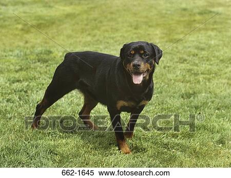 Rottweiler standing in a lawn View Large Photo Image Stock Photography - Rottweiler standing in a lawn. Fotosearch
