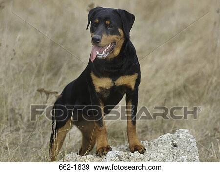 Rottweiler standing on a rock View Large Photo Image Stock Photo - Rottweiler standing on a rock. Fotosearch