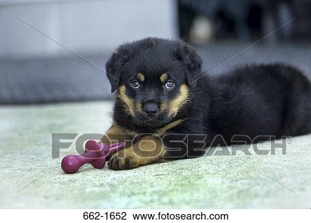 Rottweiler with a pacifier View Large Photo Image Stock Image - Rottweiler with a pacifier. Fotosearch