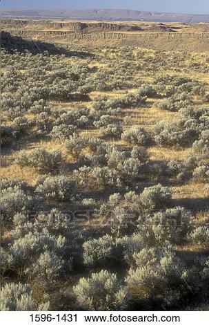 Sagebrush plants in a field, Frog Lake Trail, Columbia National Wildlife Refuge, Washington State, USA View Large Photo Image Stock Image - Sagebrush plants in a field, Frog Lake Trail, Columbia National Wildlife Refuge, Washington State, USA. Fotosearch
